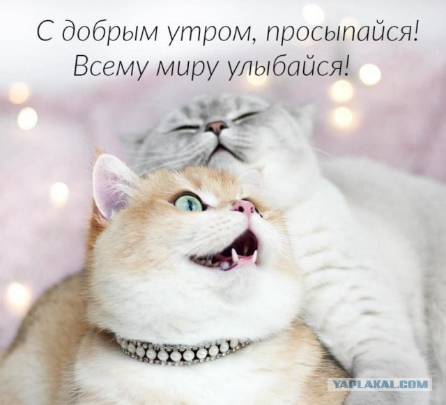 Должна ли жена иметь приданое?