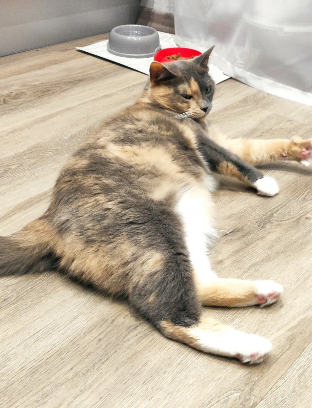 На котовторник