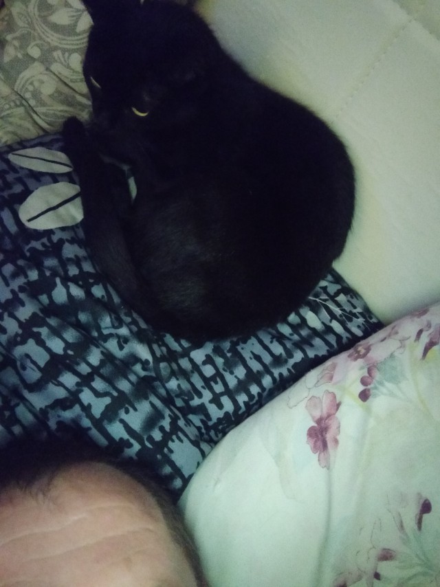 А как вы спите с котиком?