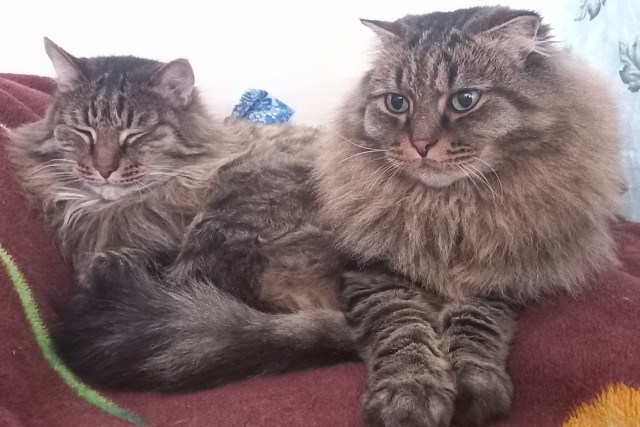 Вторник, ваши коты и кошки в студию