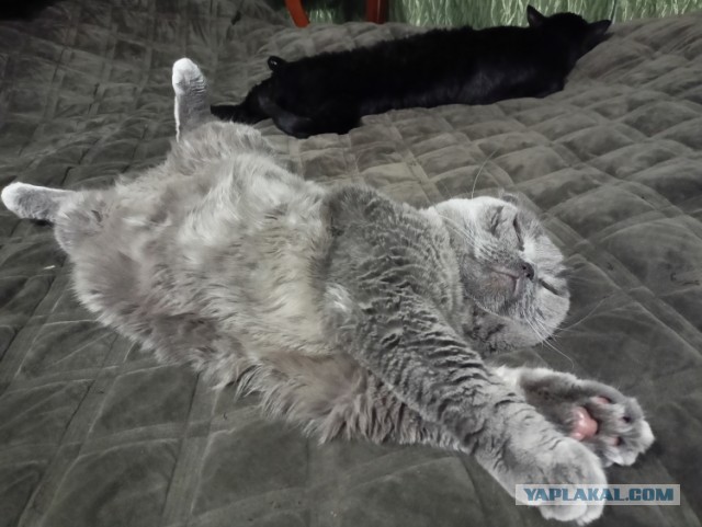 Котовторник 17.01.23