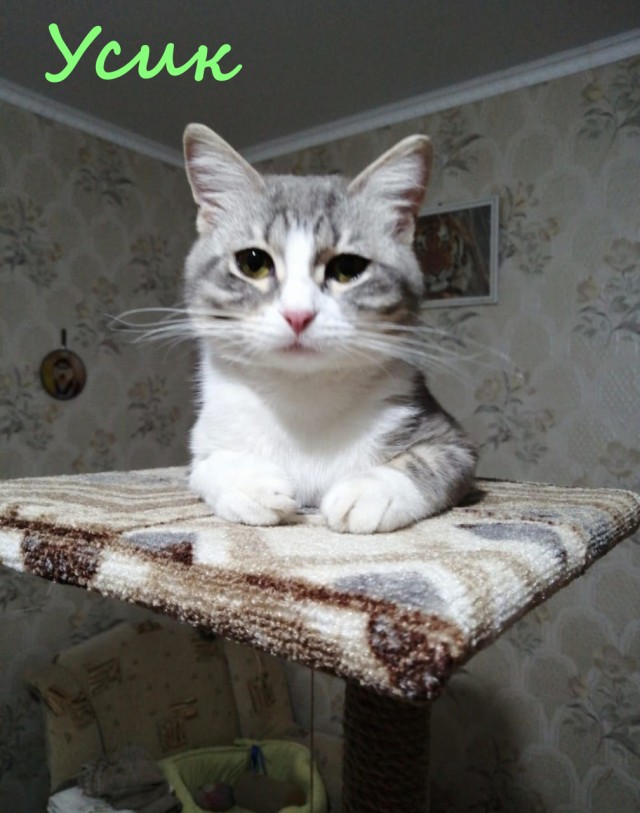 Жизнь домашнего приюта "Котоленд" 380
