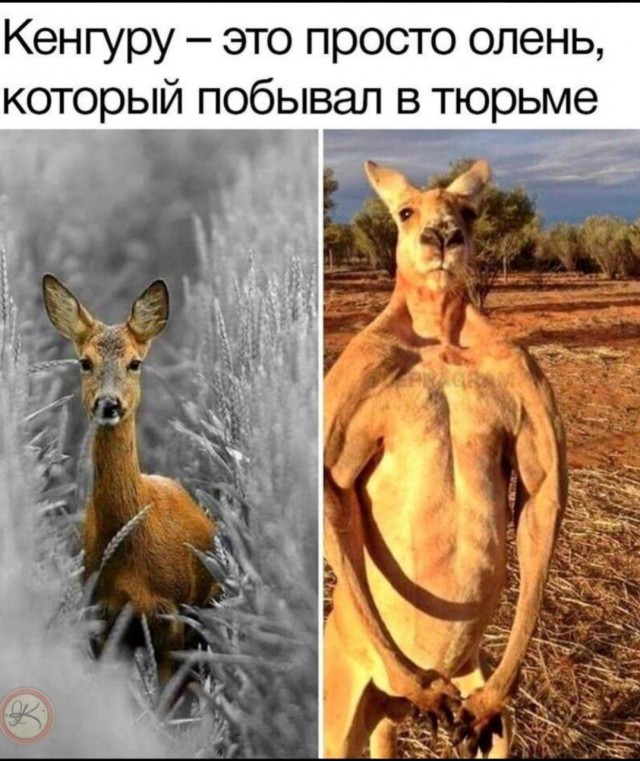 Победная поступь идиотизма по планете – том 11