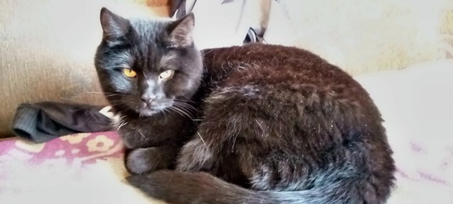Котовторник