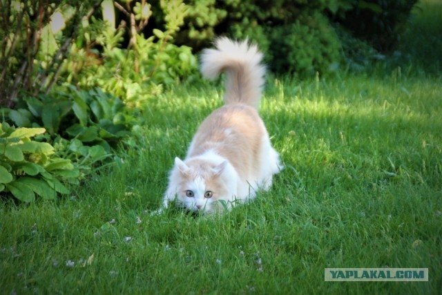 Наш кот и сад