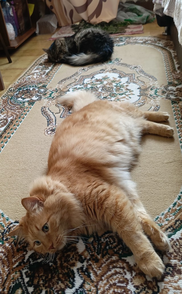 Вот