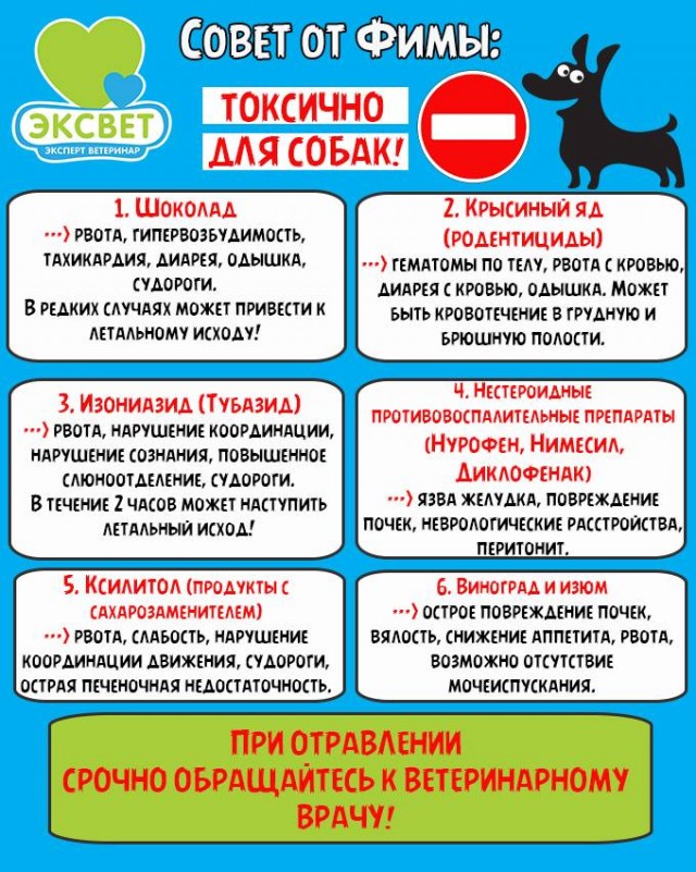 Стая бродячих собак чуть не разорвала девушку в Нижневартовске