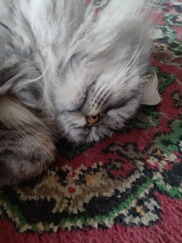 Нужна помощь по котейке!