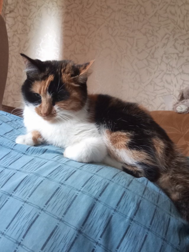 Принимайте в клуб! Котовторник же