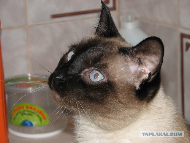 Мужик спас котёнка