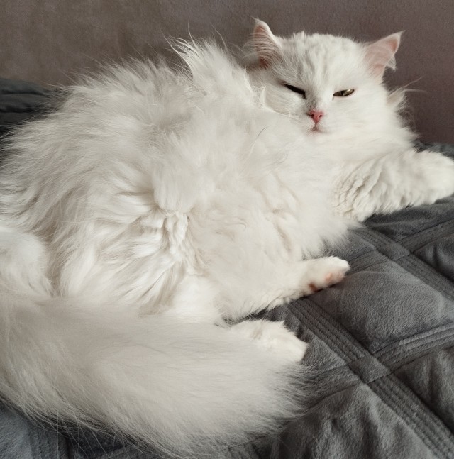 Хвостище для котовторника.