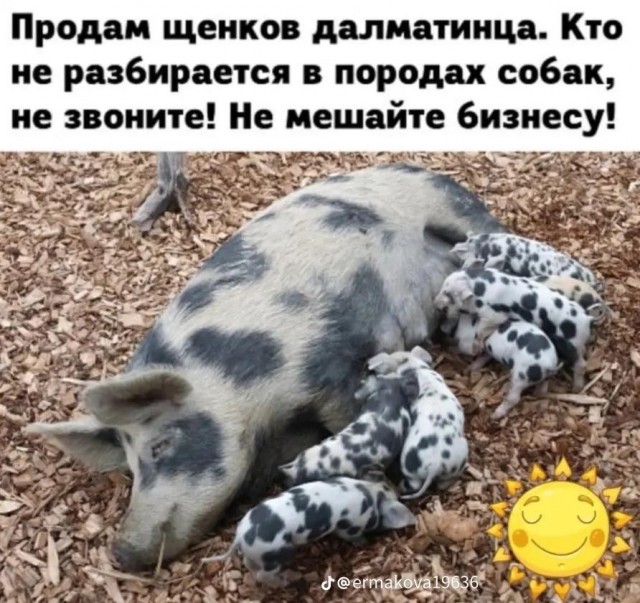 Подборка веселых картинок