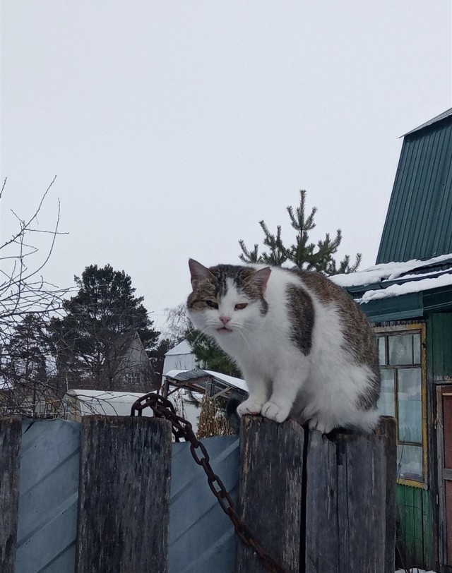 Ты чьих будешь? Чей холоп, спрашиваю?