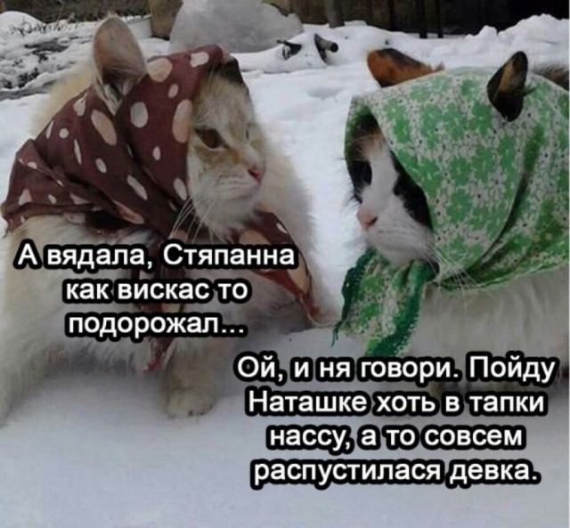 К котовторнику: подборка картинок-баянов с котиками и про котиков. Выпуск 2.