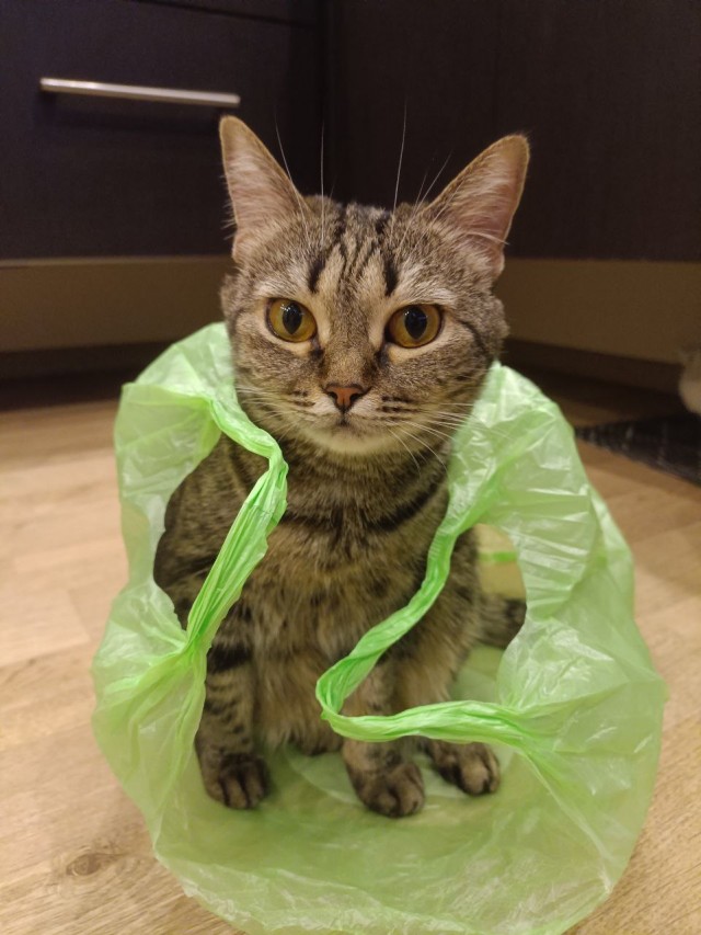 Котовторник продолжается