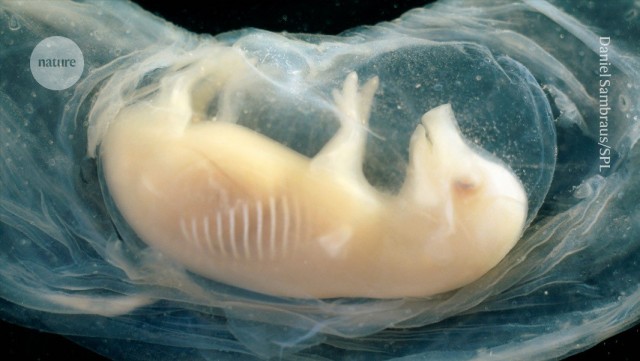 На шаг ближе к будущему: Китайские учёные впервые вырастили человеческое сердце. Орган был выращен в эмбрионе свиньи