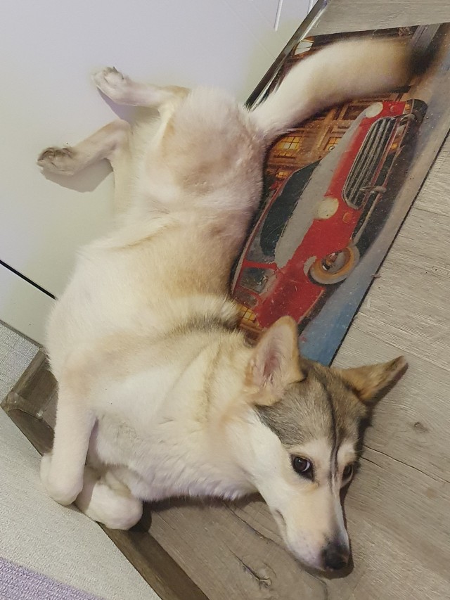 Собакочетверг же