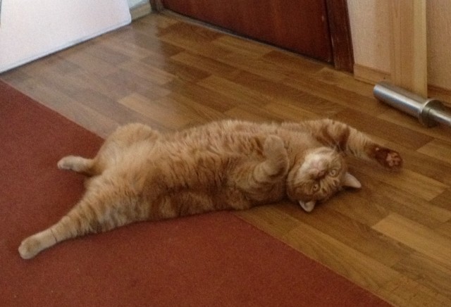 Котовторник 25.06.2013