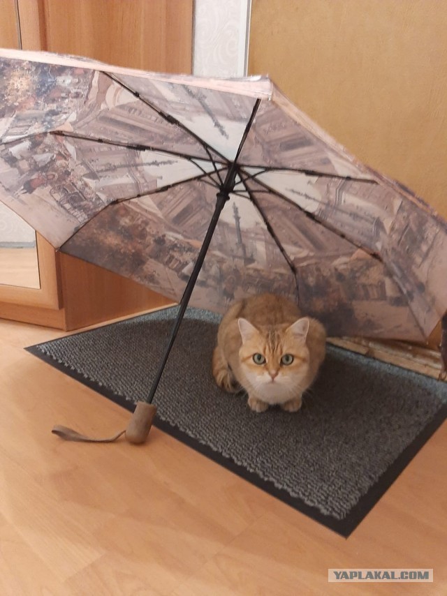 Розовых кошачьих носов тред