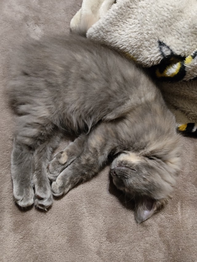 Котосон.
