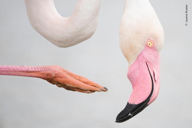 15 главных кадров конкурса Wildlife Photographer of the Year