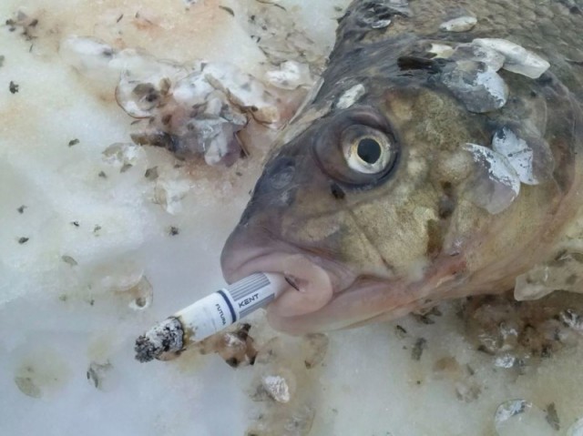 Кому красной рыбы недорого, налетай!