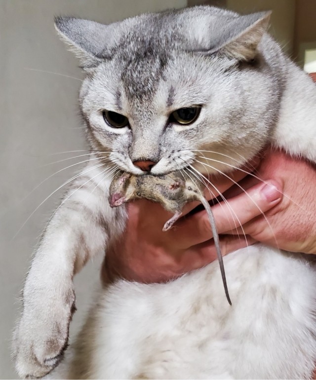 К котовторнику)
