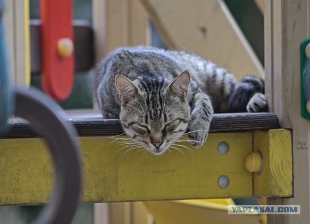 Котовторник 21.10.2025