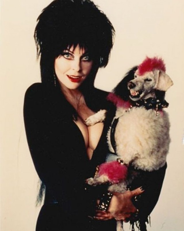 Когда хозяин идиот