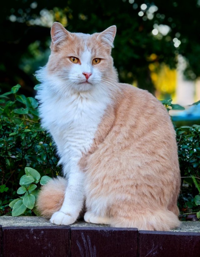Уличные котики