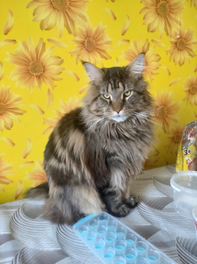 Кот
