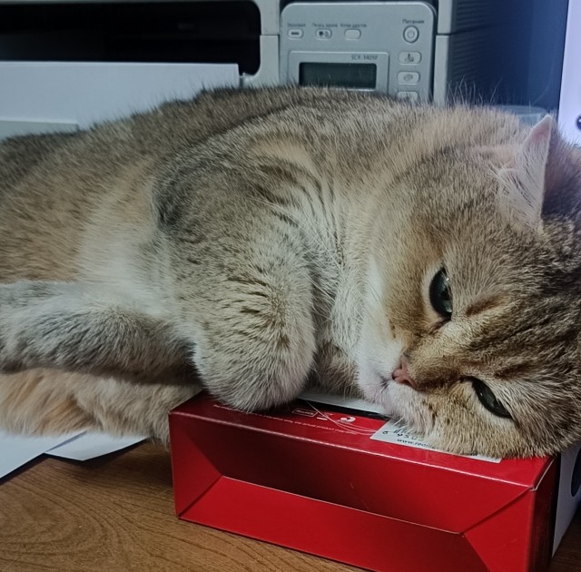 Котовторник!