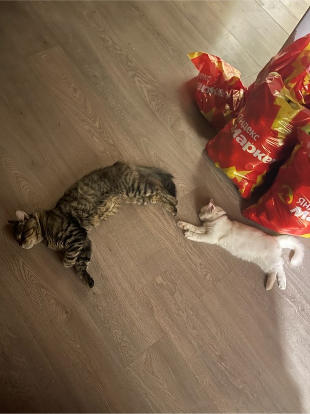 Очередной котовторник