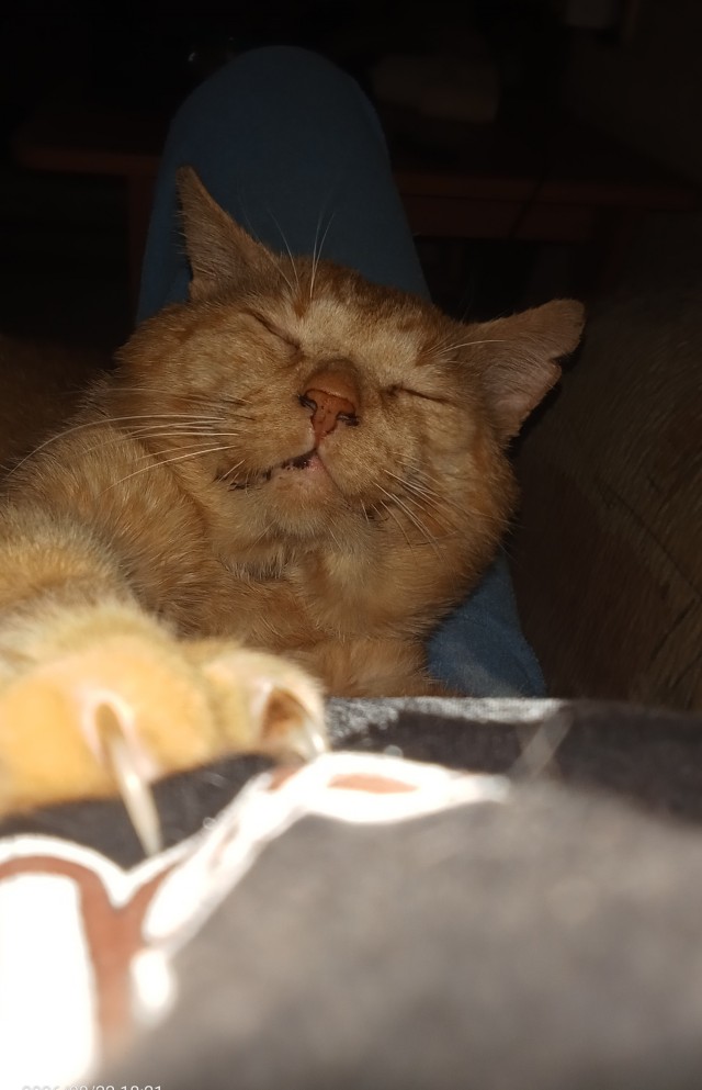 Про котиков