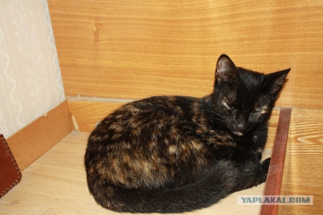 Котовторник 03.09.2013