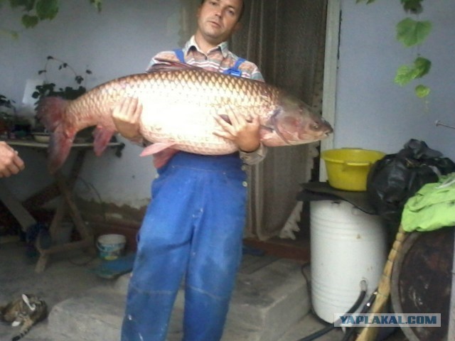 Брат поймал рыбку