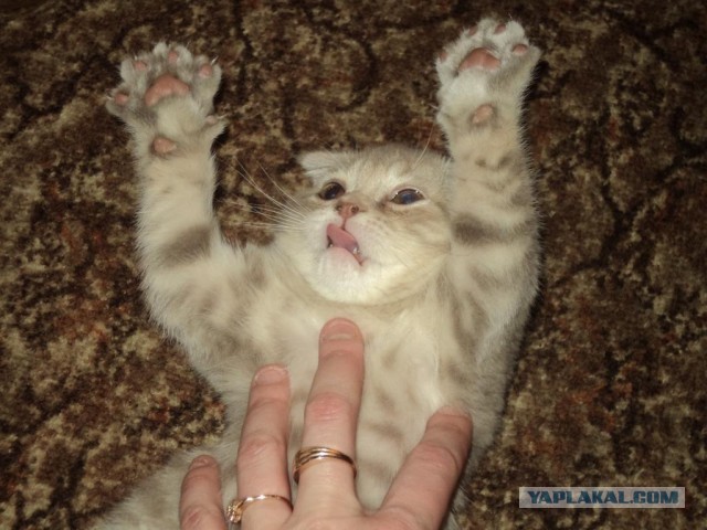 Котовторник 17.09.2013