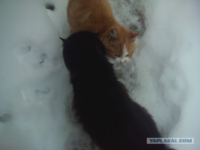 Котовторник  28.01.14