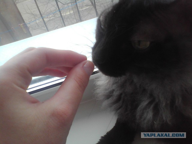 Котовторник 25.02.2014
