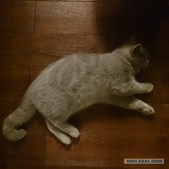 Котовторник  25.03.2014