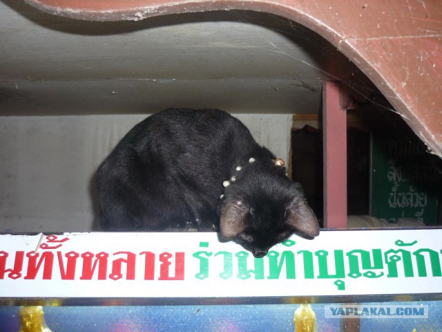 Котовторник 01.04.2014