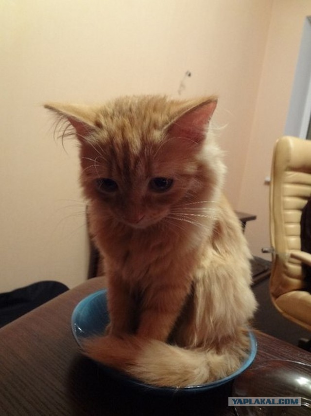 Котовторник 05.03.13