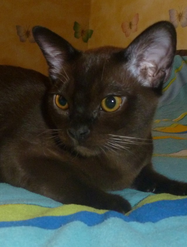 Котовторник  08.04.2014