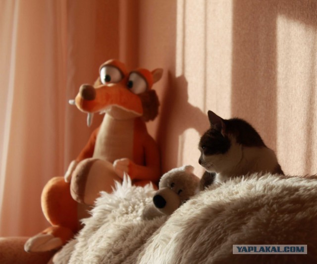 Котовторник 20.05.2014