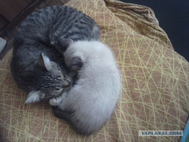 Кошка с двумя лицами