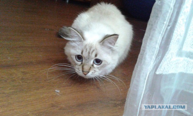 Котовторник  08.07.2014