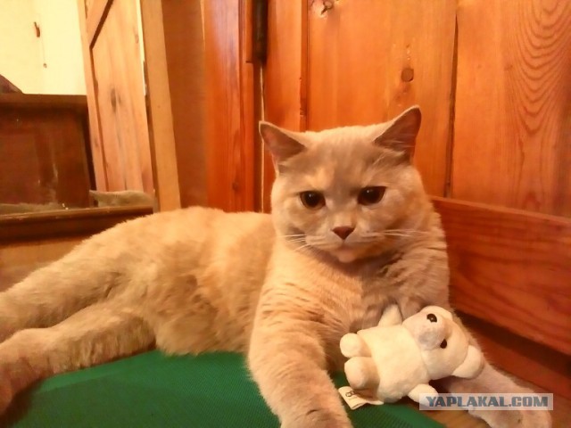 Котовторник 22.07.14