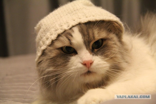 Котовторник 23.09.2014.