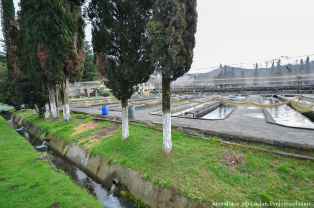 Как выращивают форель в Адлере