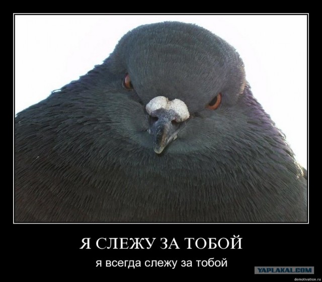 Голубь